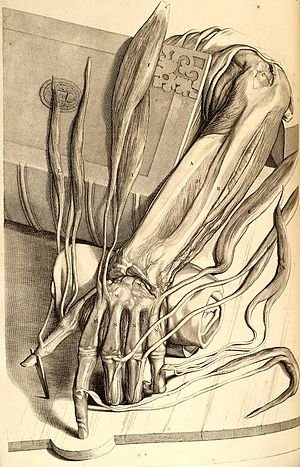 'n Anatomiese tekening van 'n linkerhand.